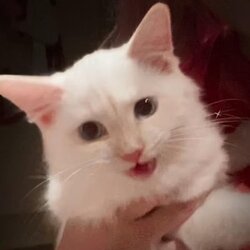 Mr Mayonnaise the Ca