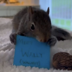 Emotional Support Al