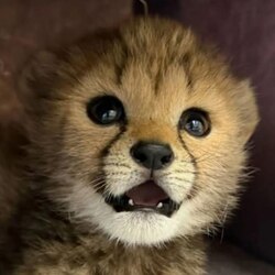 The Baby Cheetah